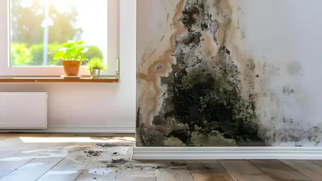 Black mold spreading up a wall beside a window above a wood floor